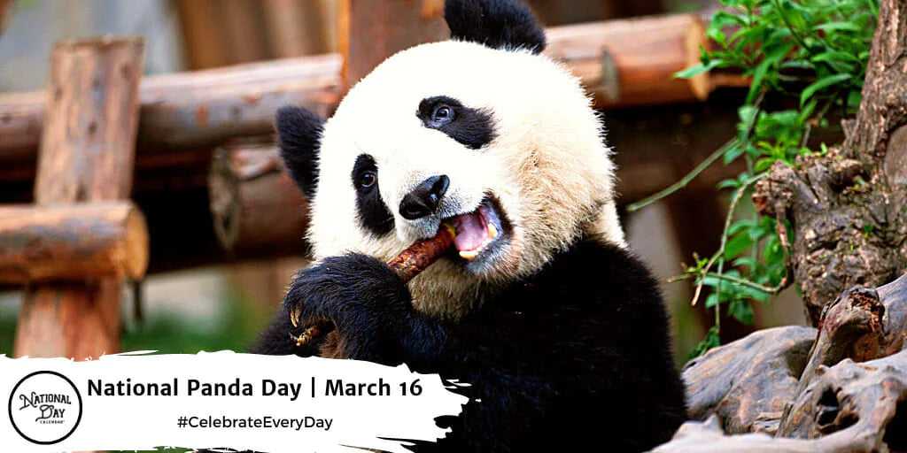 Celebrate National Panda Day with MashaCorner.com