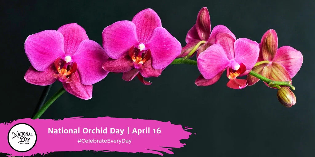 Celebrate "National Orchid Day" with MashasCorner.com! -  Looking for an exquisite and unique way to celebrate nature's diversity? Look no further than National Orchid Day on April 16th! 