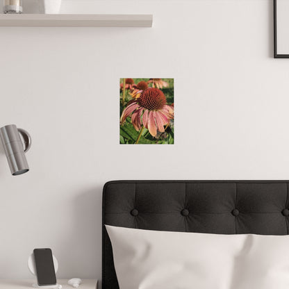 Posters  "Cone Flower"