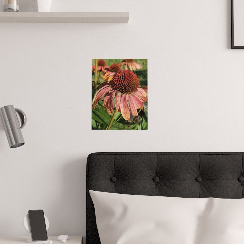 Posters  "Cone Flower"